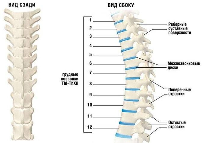 crischondrosis cervical